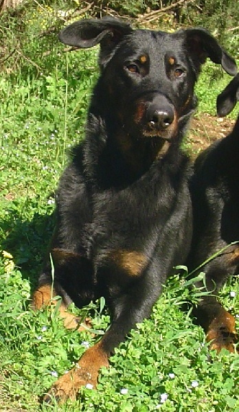 Calypso de la terre des ombres - RCACS et RCACIB