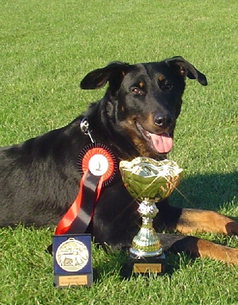 Calypso de la terre des ombres - recommandée 3ème cl inter femelles