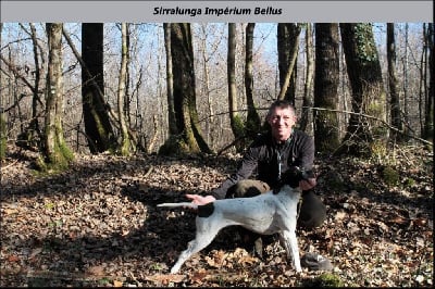 Étalon Pointer - Imperium Bellus Sirralunga