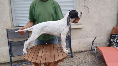 Les chiots de Pointer