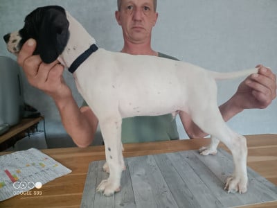 Les chiots de Pointer