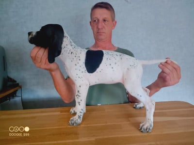 Les chiots de Pointer