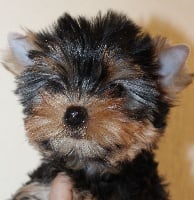 des Bruyères de Line