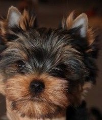 CHIOT - Yorkshire Terrier