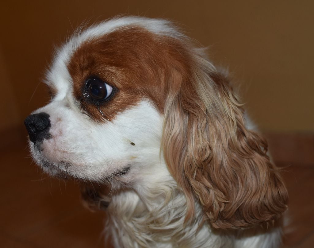 Vanina De la combe berail