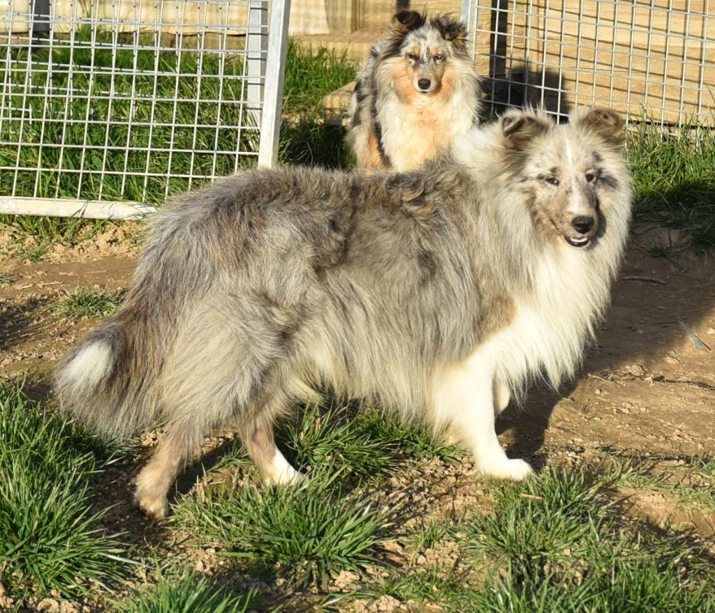 Publication : De la combe berail