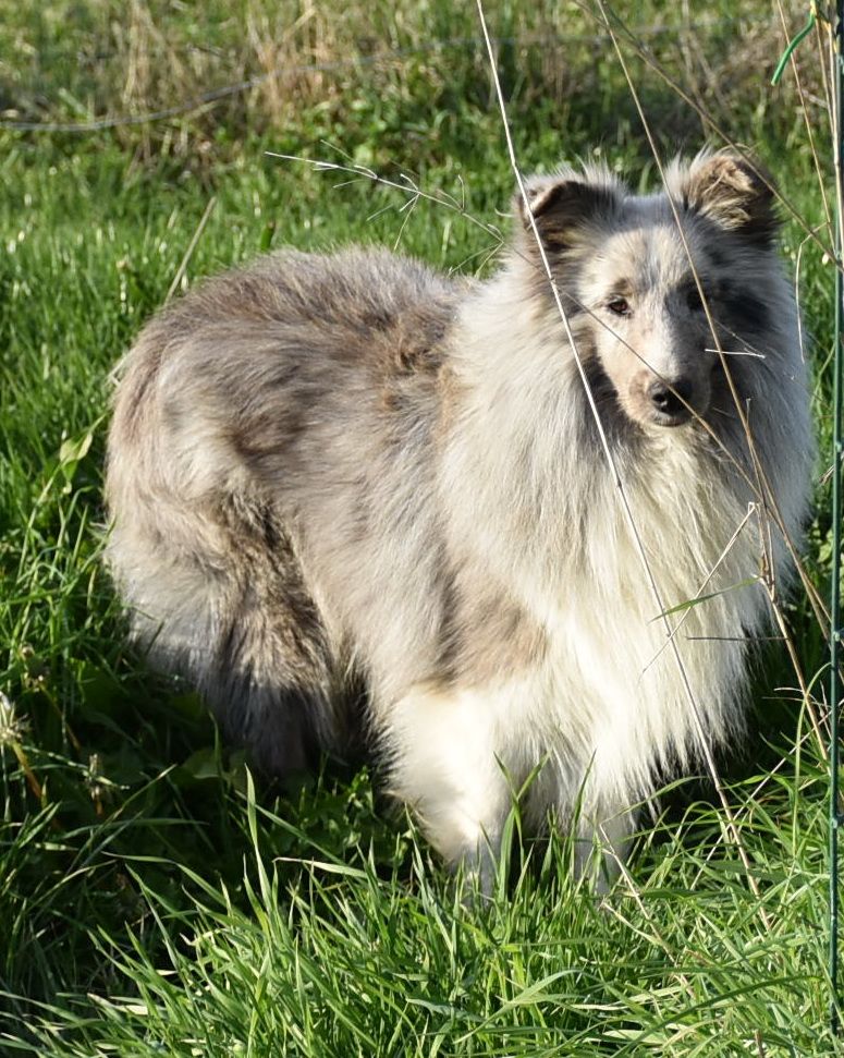 Publication : De la combe berail