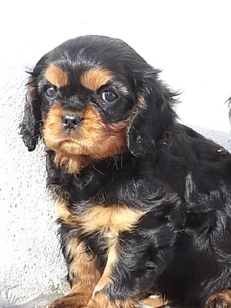 ENTILLE femelle noir feu