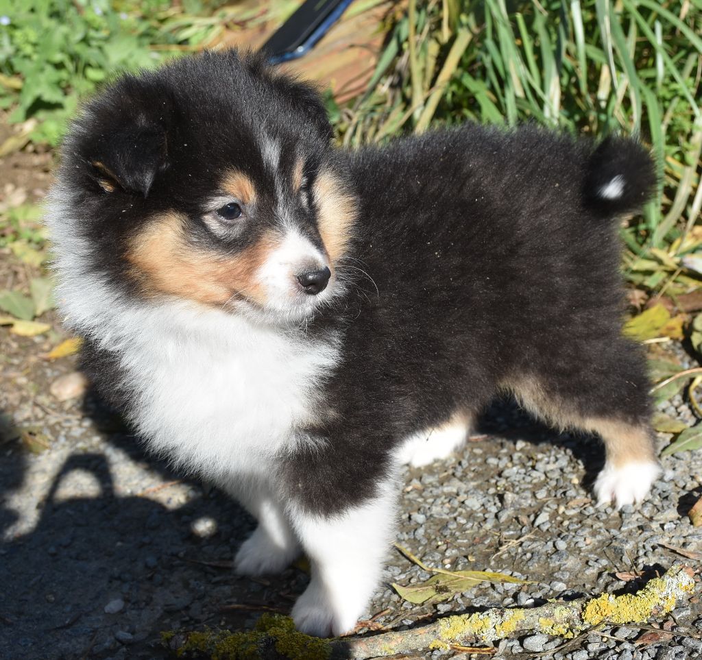 ARROW BLACK male tricolore