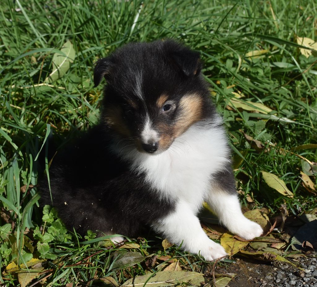 ANGE NOIR male tricolore