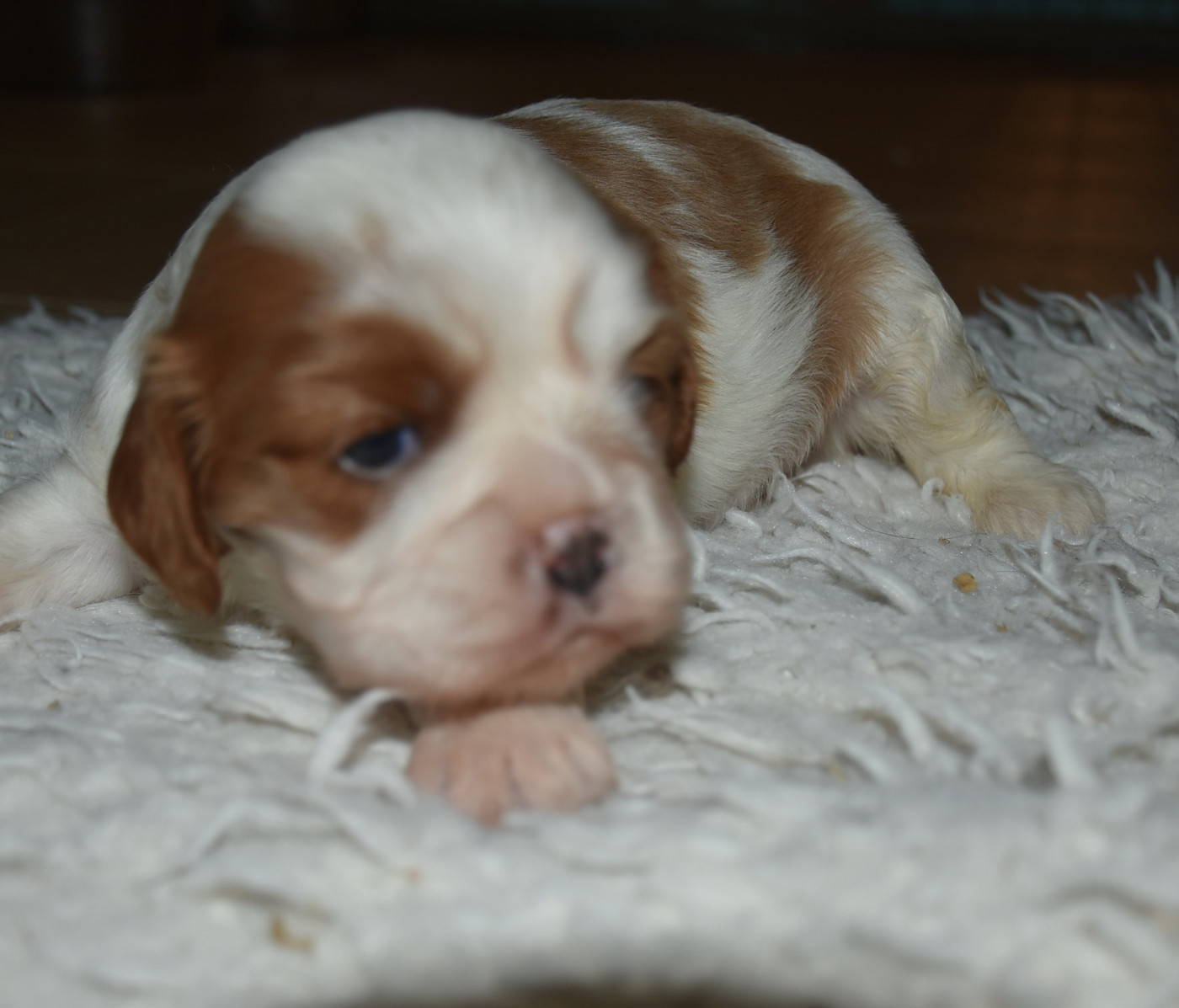 ABBA MAMMA MIA femelle blenheim