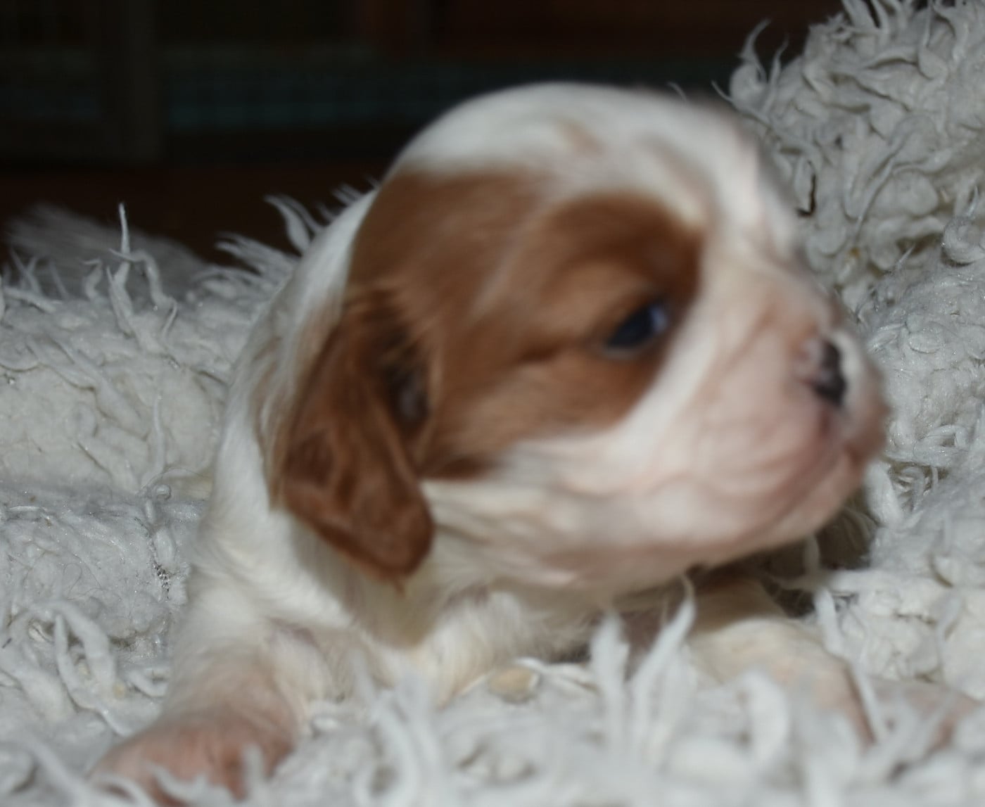 ABBA MAMMA MIA femelle blenheim