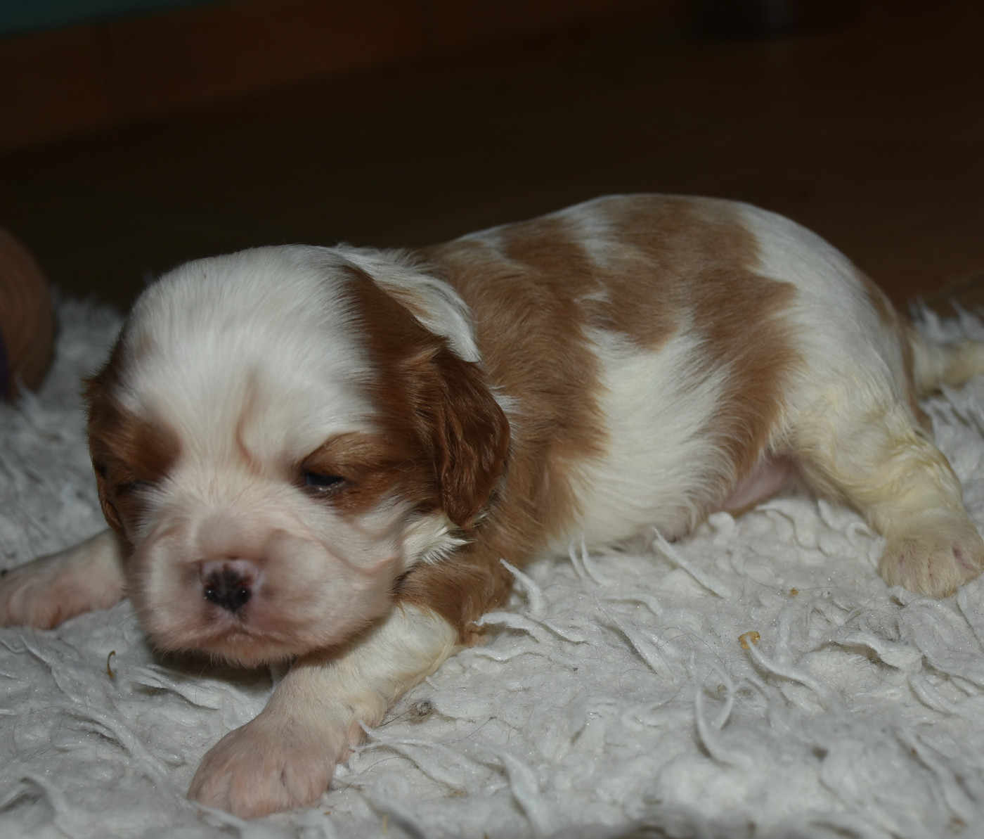 ABBA MAMMA MIA femelle blenheim