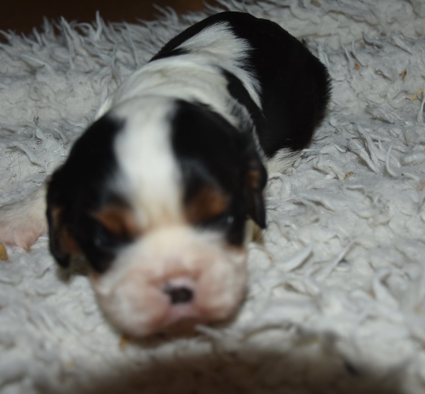 ATHOS male tricolore