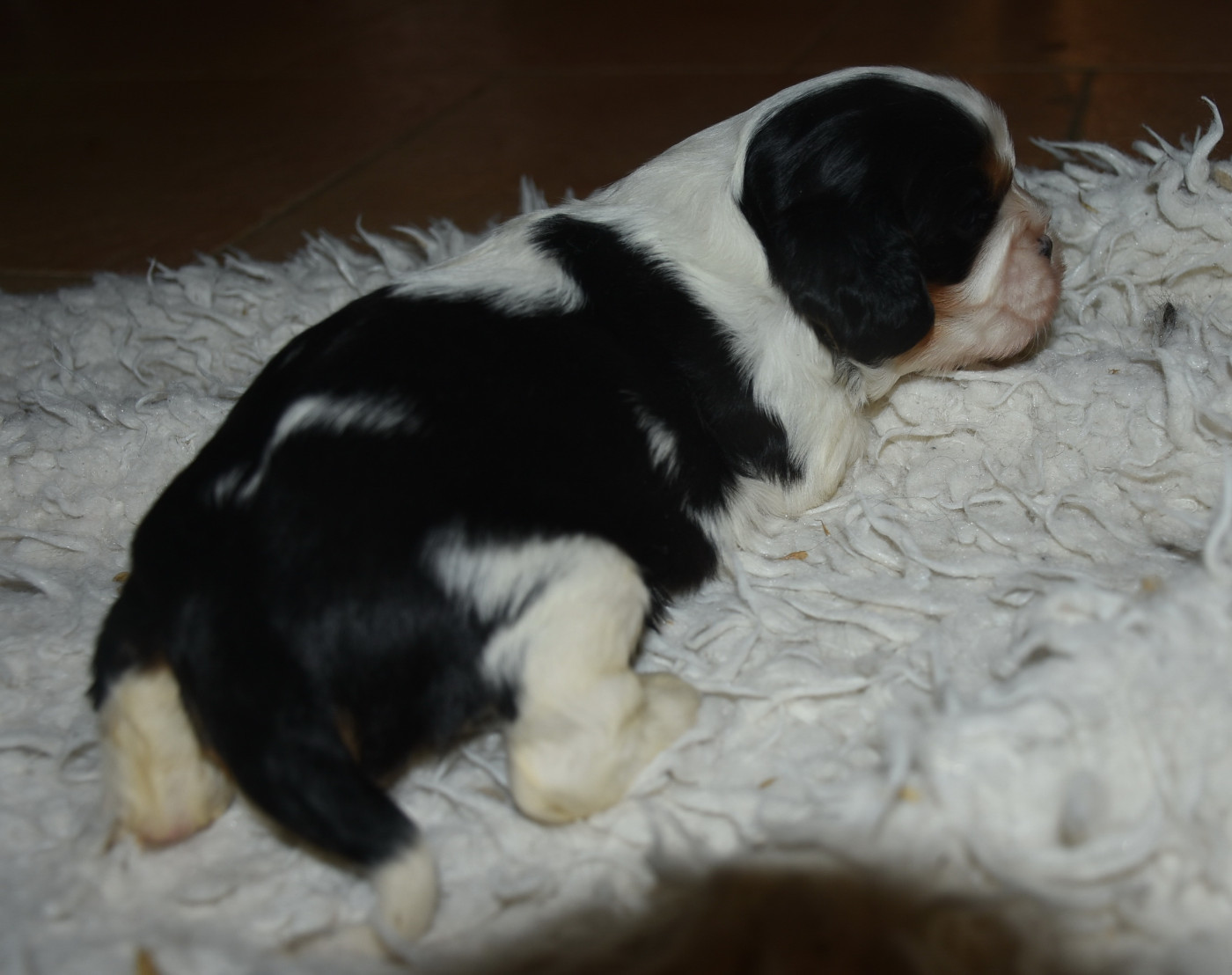 ATHOS male tricolore