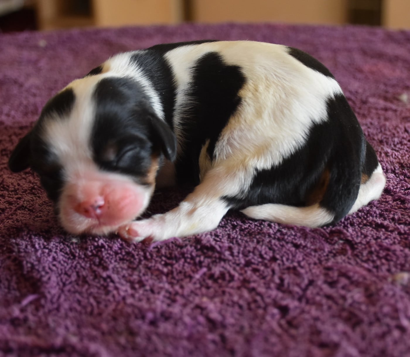 BEAUTY femelle tricolore