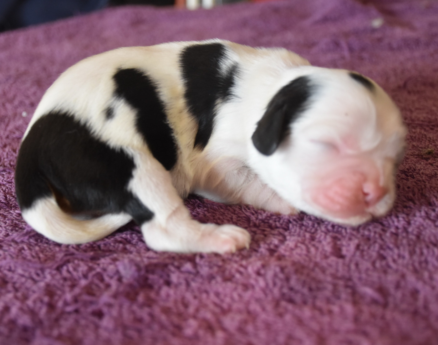 BURDY femelle tricolore