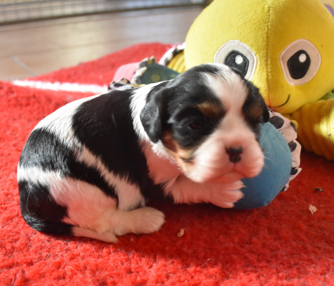 BEAUTY femelle tricolore