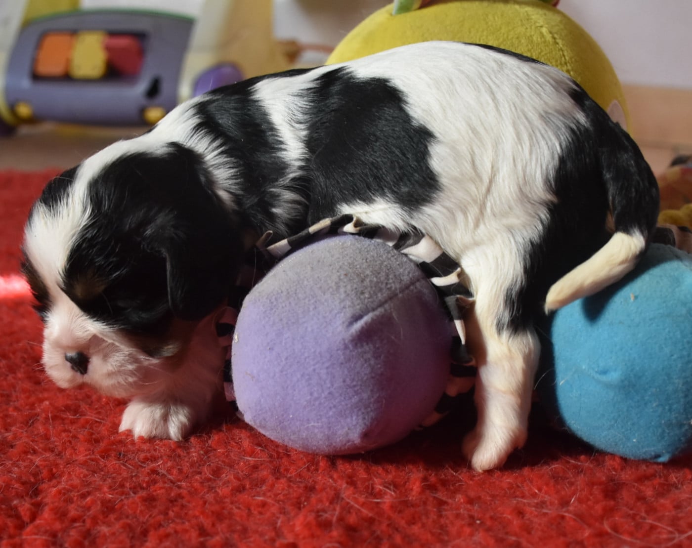 BEAUTY femelle tricolore