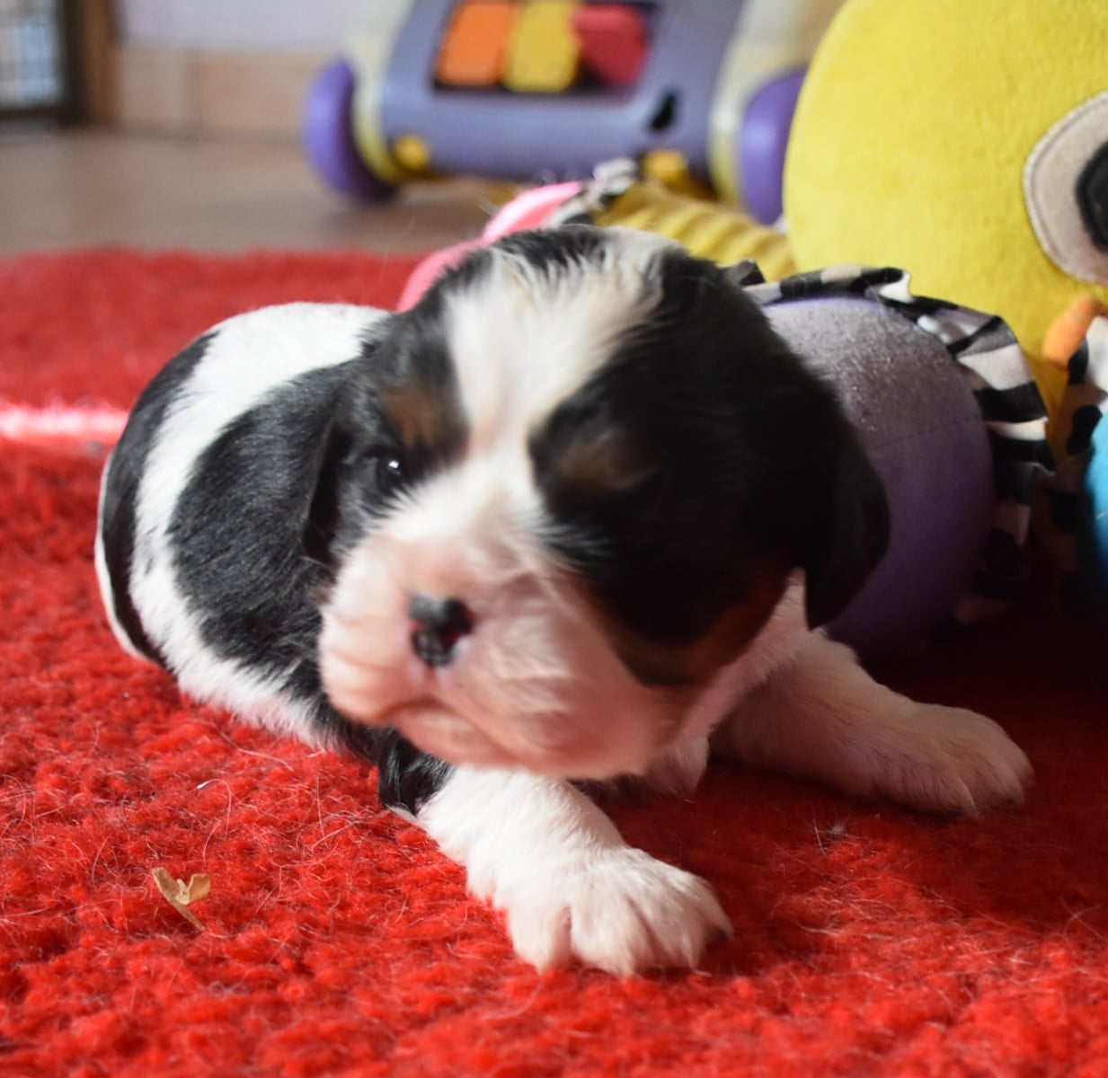 BEAUTY femelle tricolore