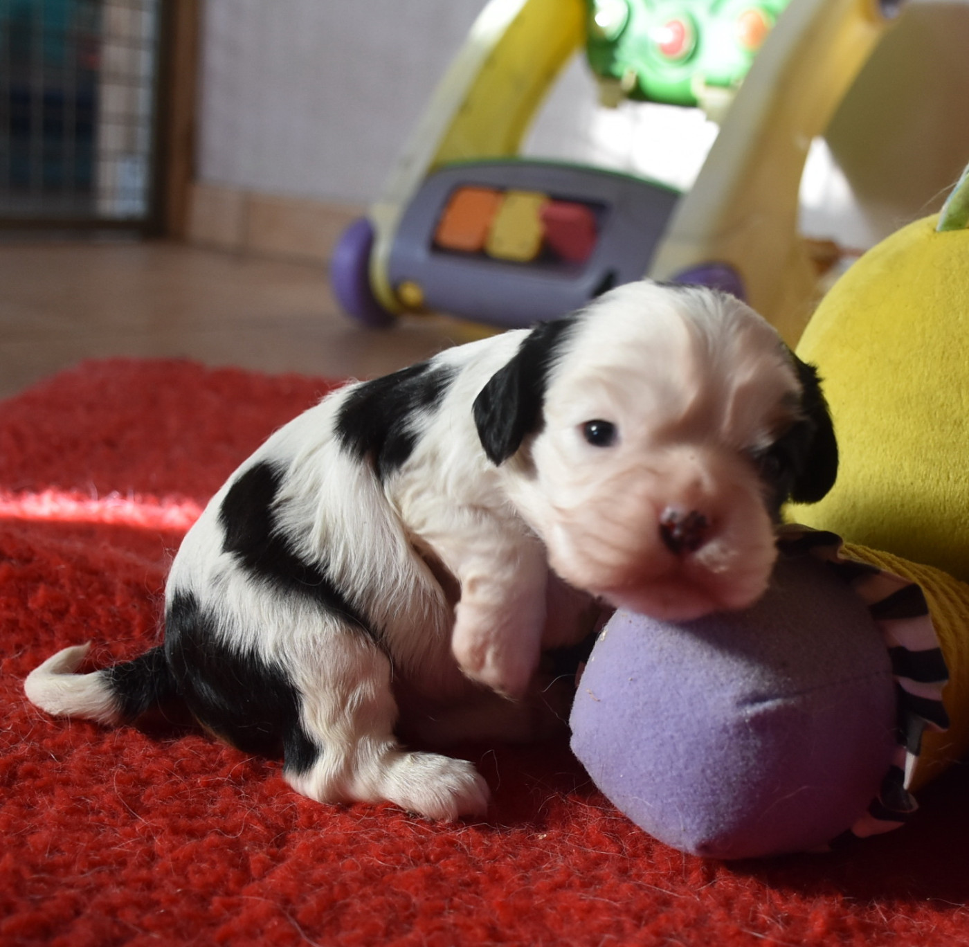 BURDY femelle tricolore