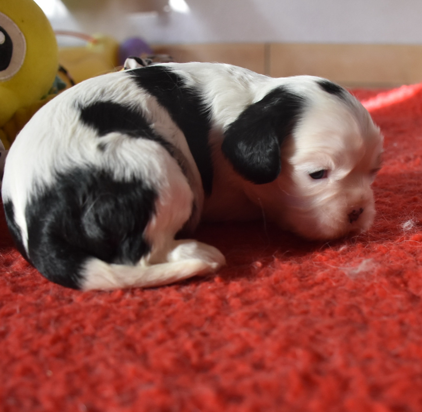 BURDY femelle tricolore