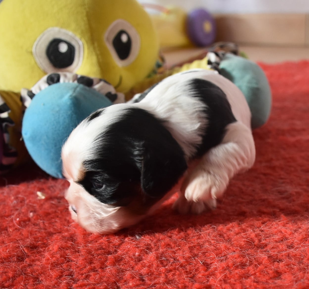 BURDY femelle tricolore