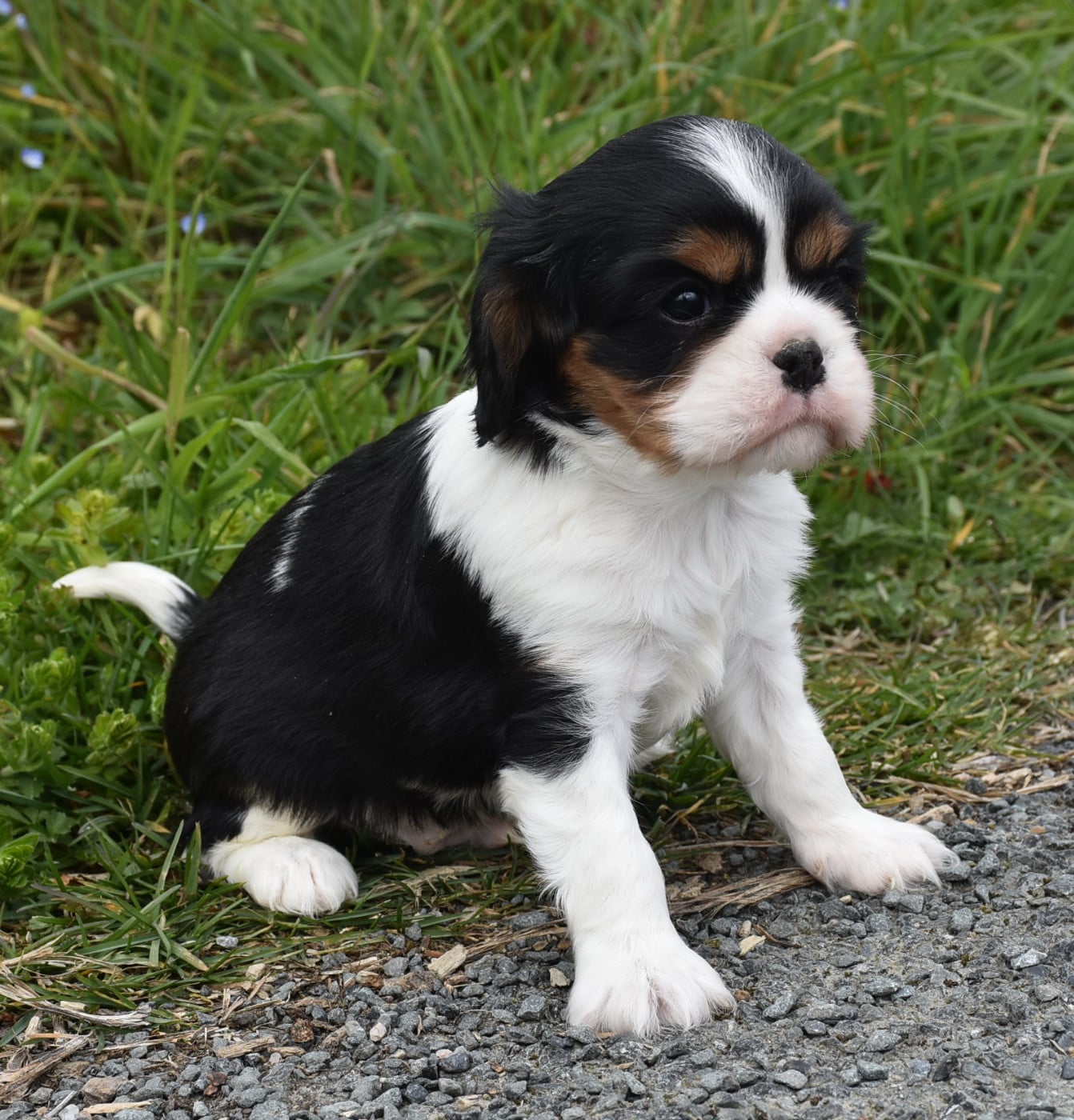 Cavalier King Charles Spaniel - De la combe berail