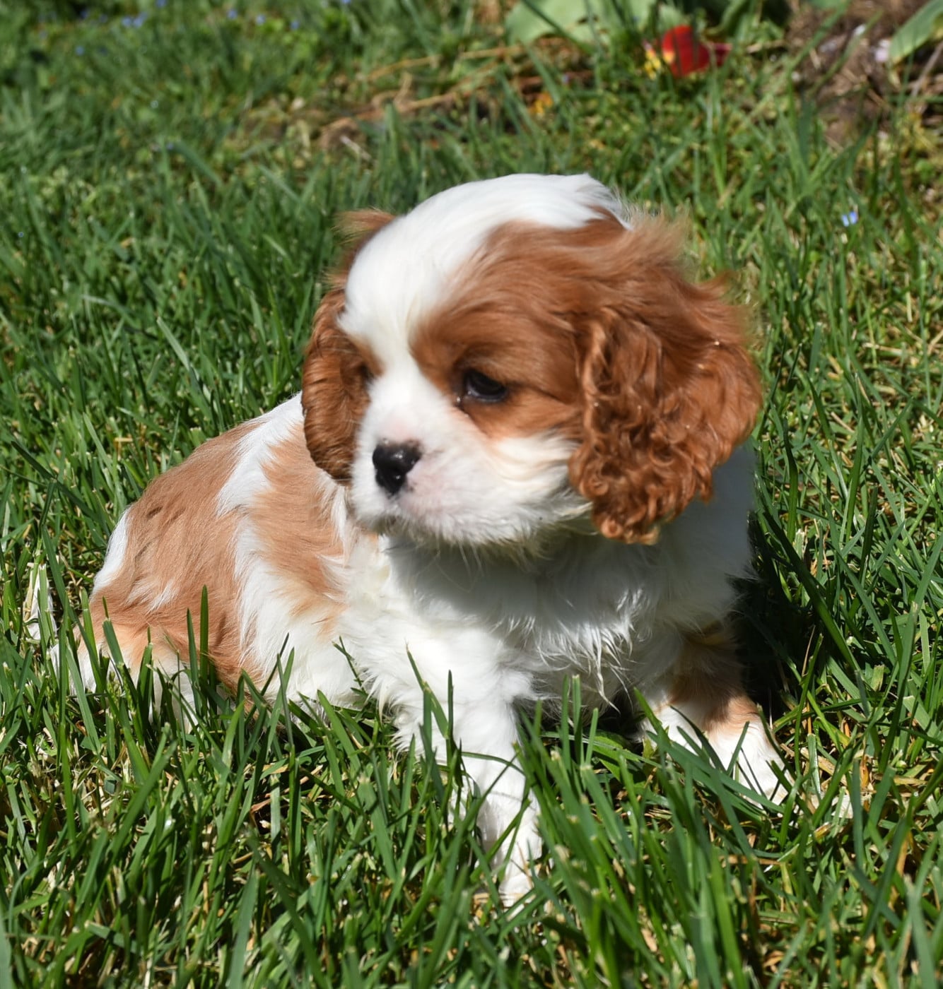 Cavalier King Charles Spaniel - De la combe berail