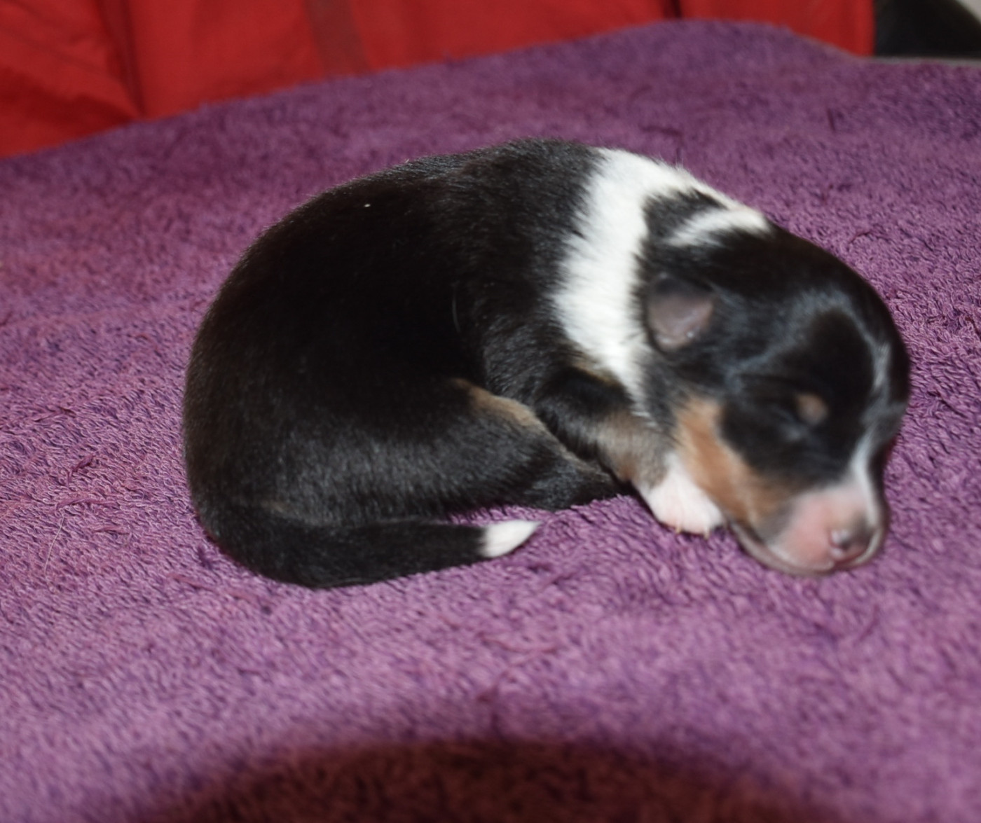 male tricolore - Shetland Sheepdog