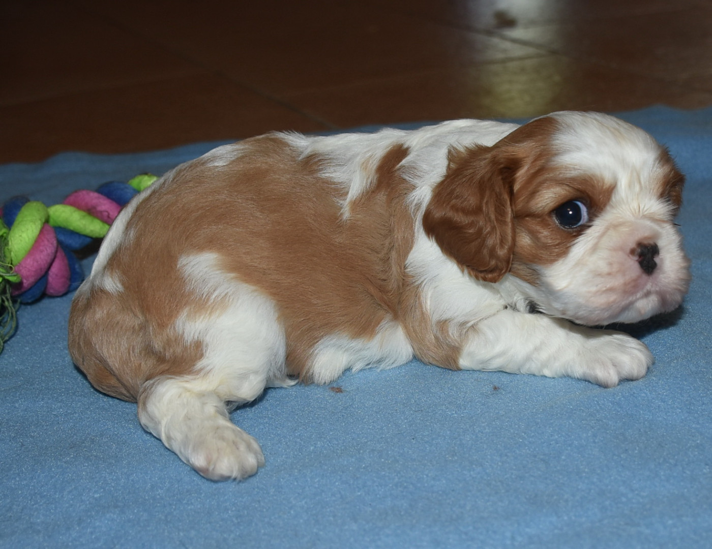 BARNI Male blenheim