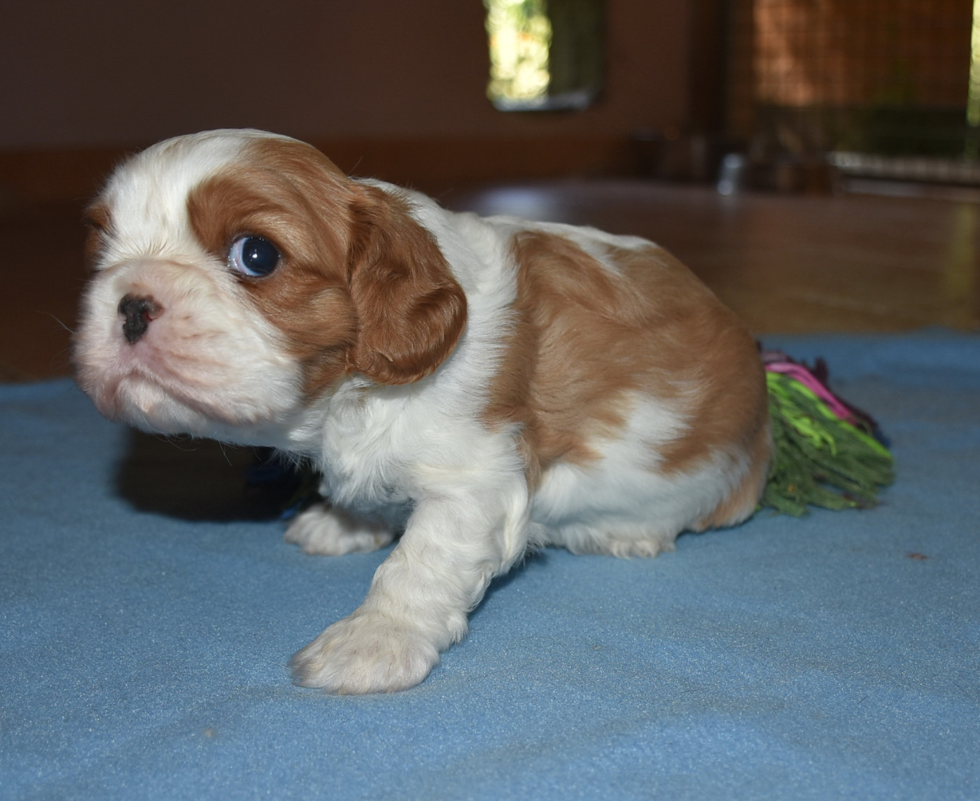 BARNI Male blenheim
