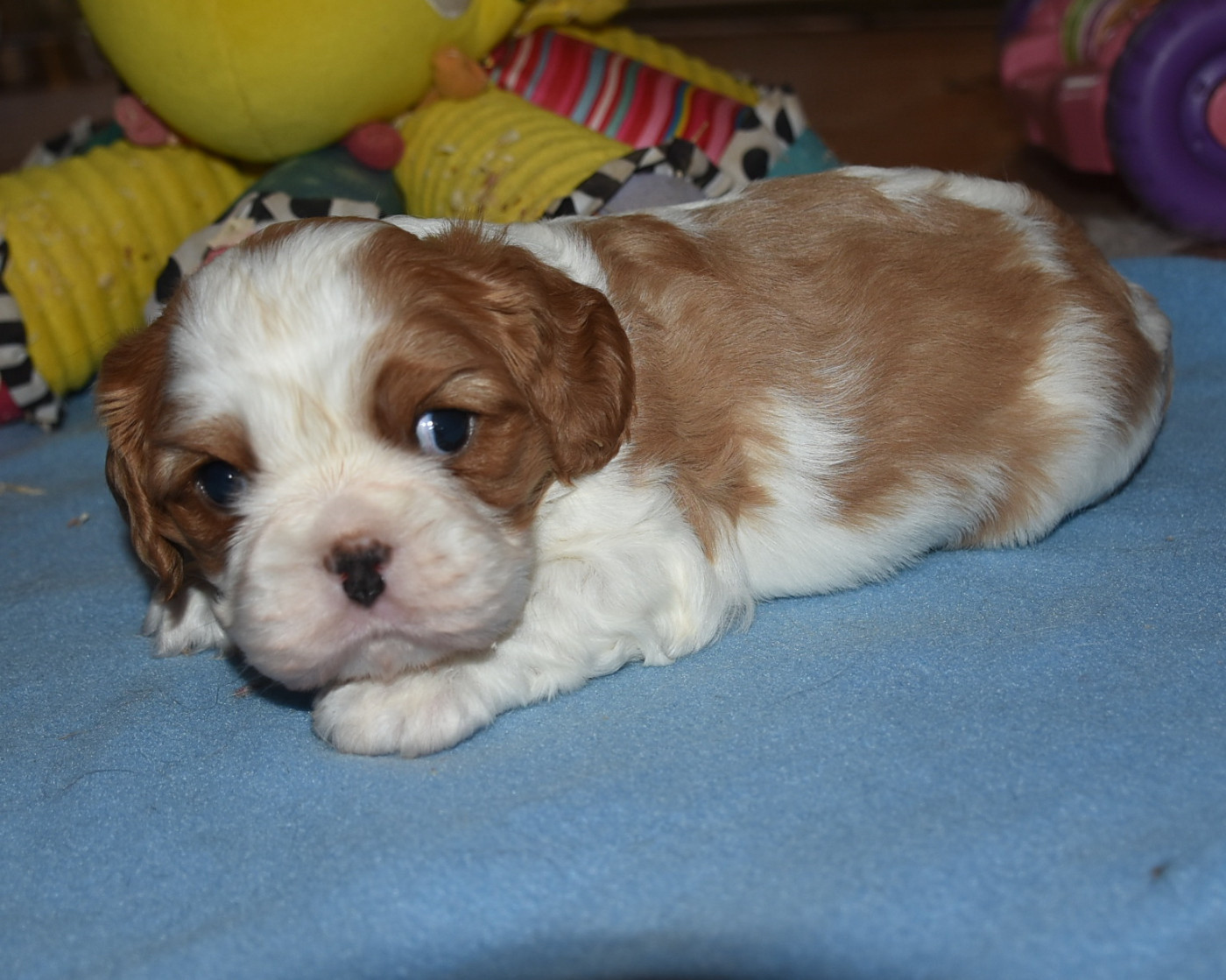 BARNI Male blenheim