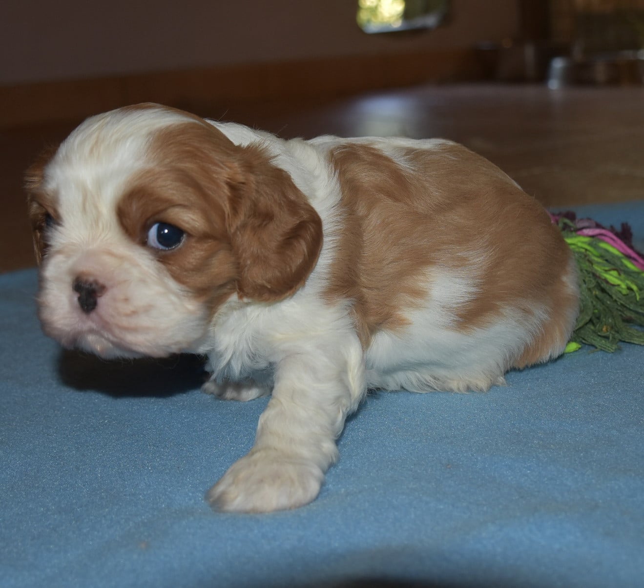 BARNI Male blenheim