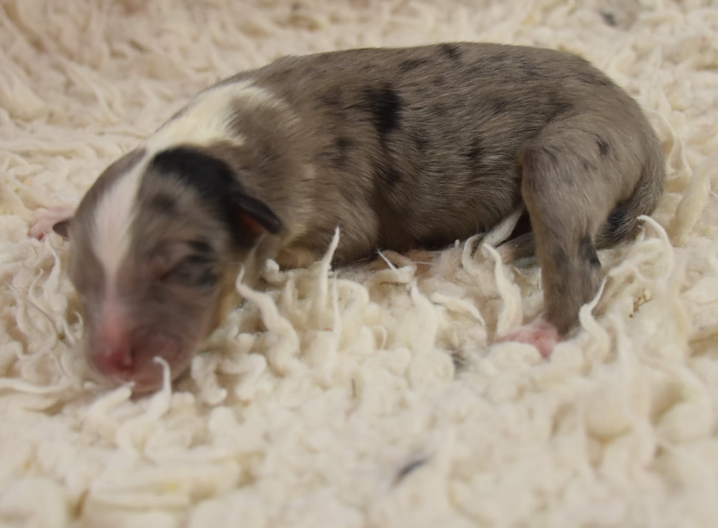 male bleu merle - Shetland Sheepdog