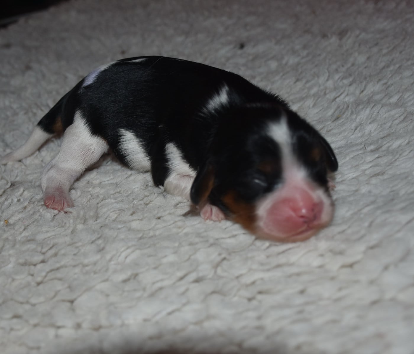 Chiot N°3