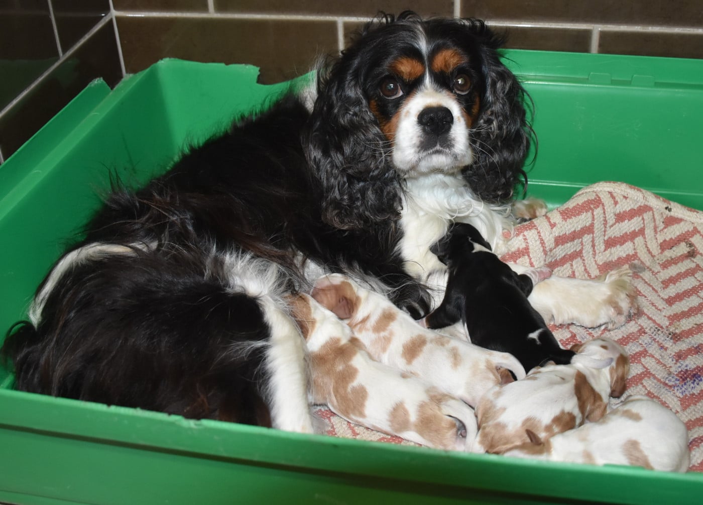 Cavalier King Charles Spaniel - De la combe berail