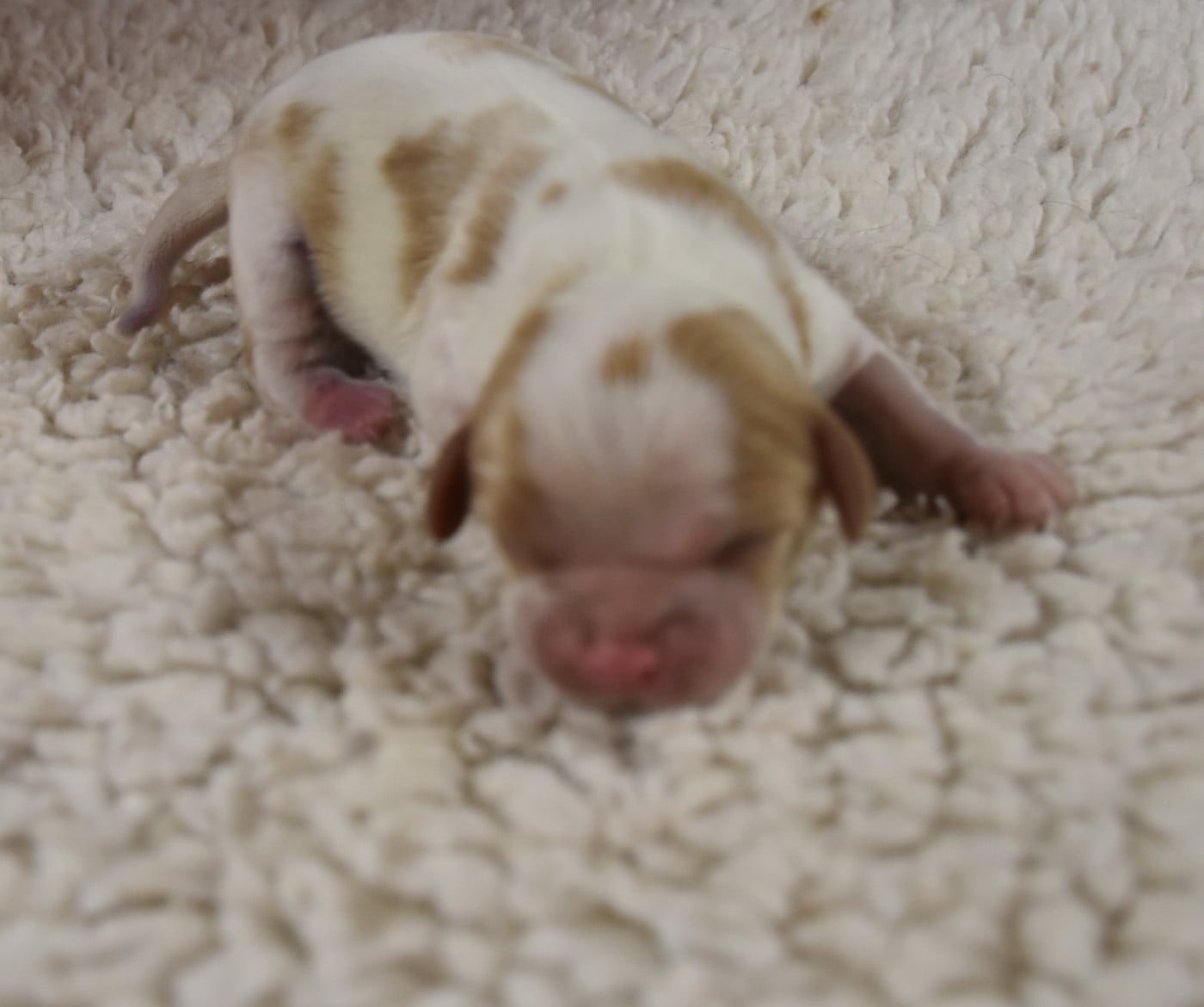 Male blenheim - Cavalier King Charles Spaniel