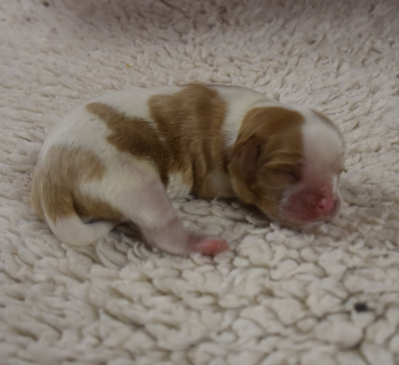 femelle blenheim - Cavalier King Charles Spaniel