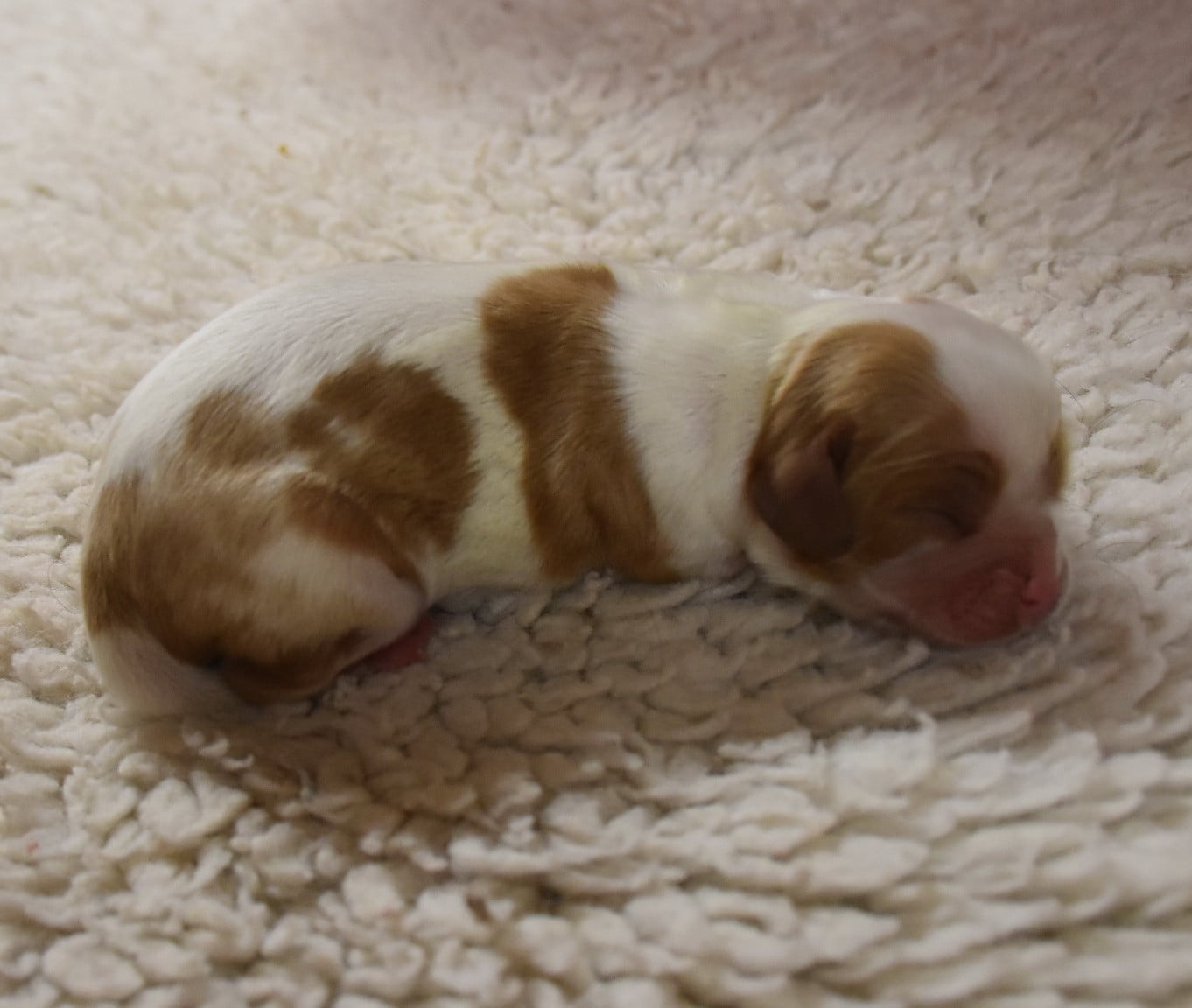 femelle blenheim - Cavalier King Charles Spaniel