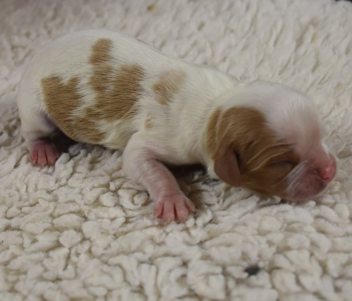 femelle blenheim - Cavalier King Charles Spaniel