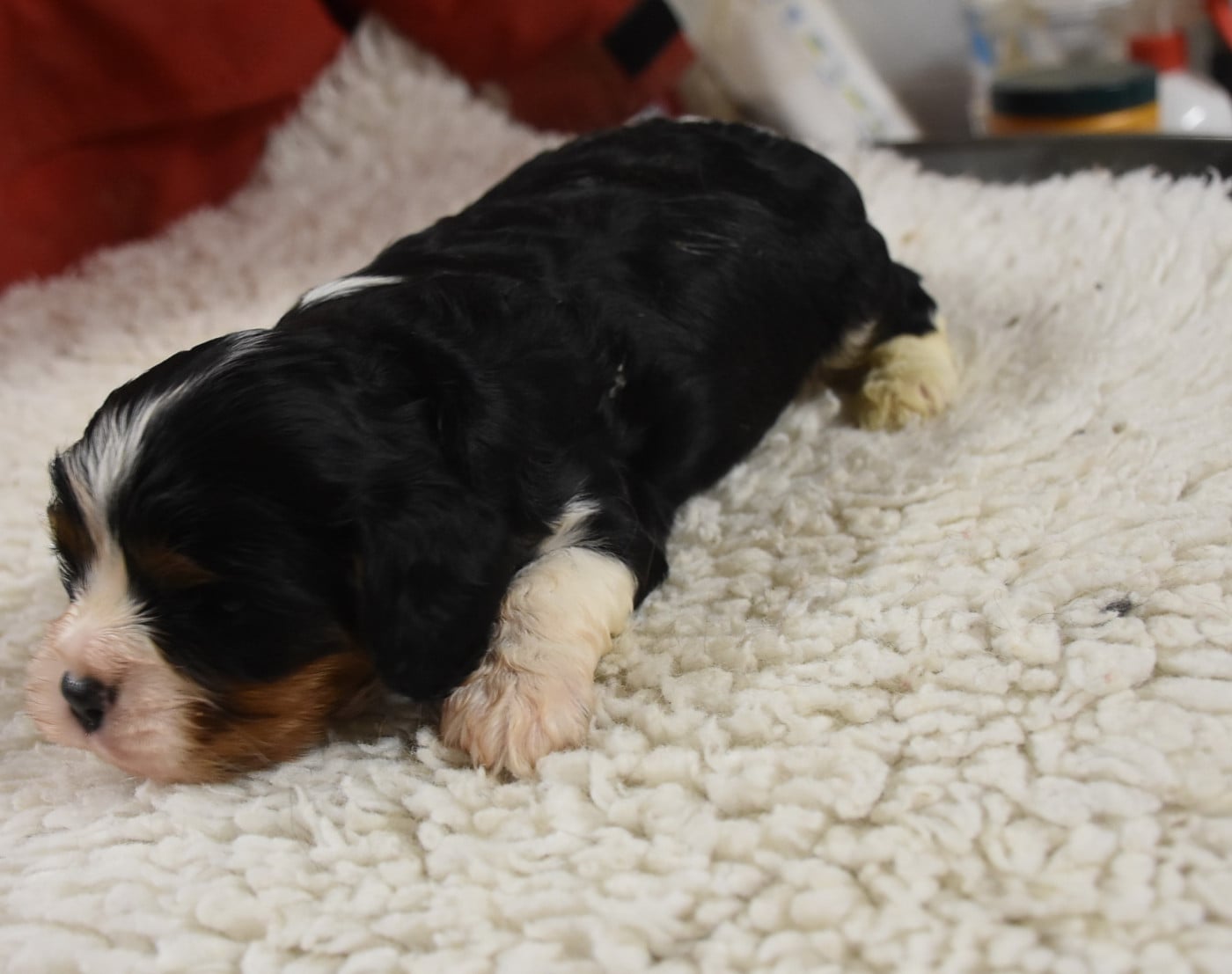 Chiot N°3