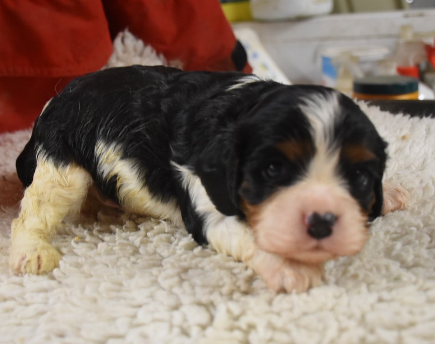 Chiot N°3