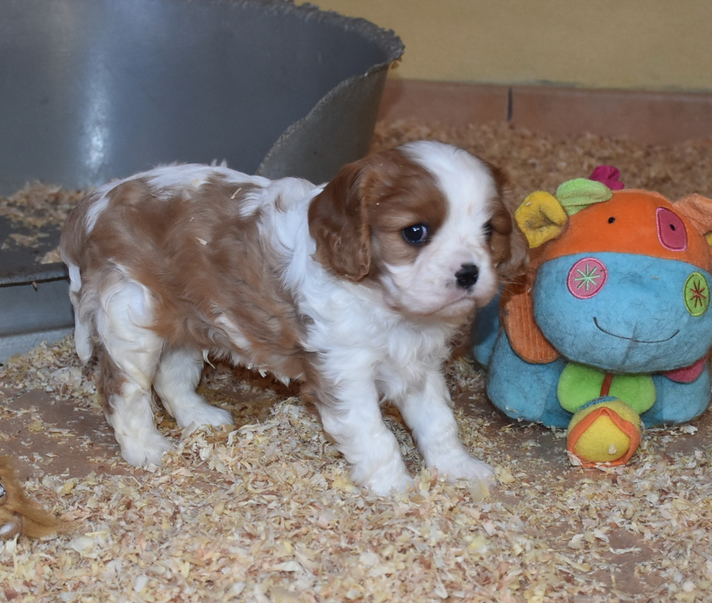 BOUBA male blenheim