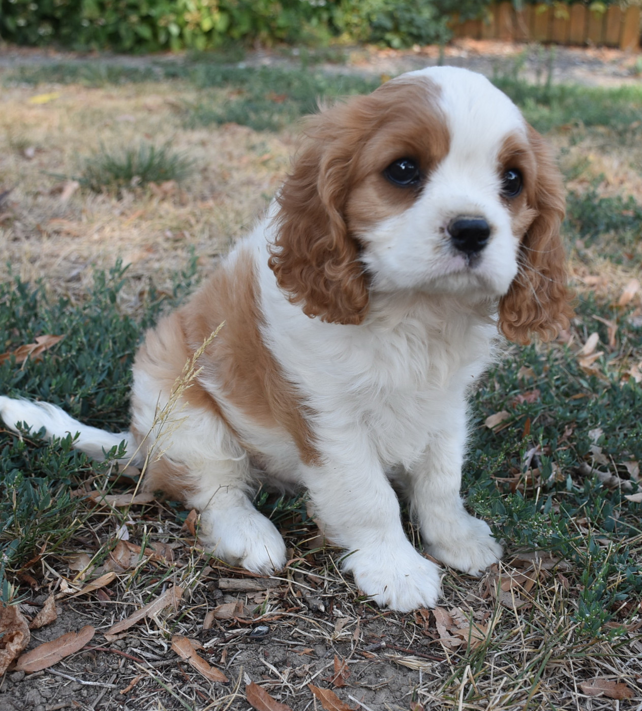 BOUBA male blenheim