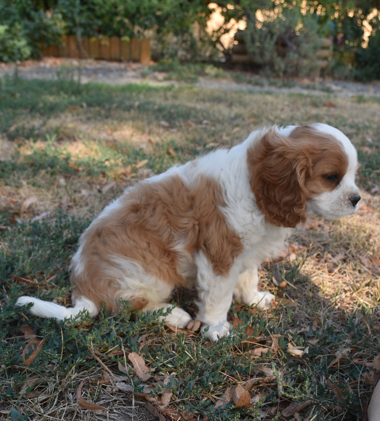 BOUBA male blenheim