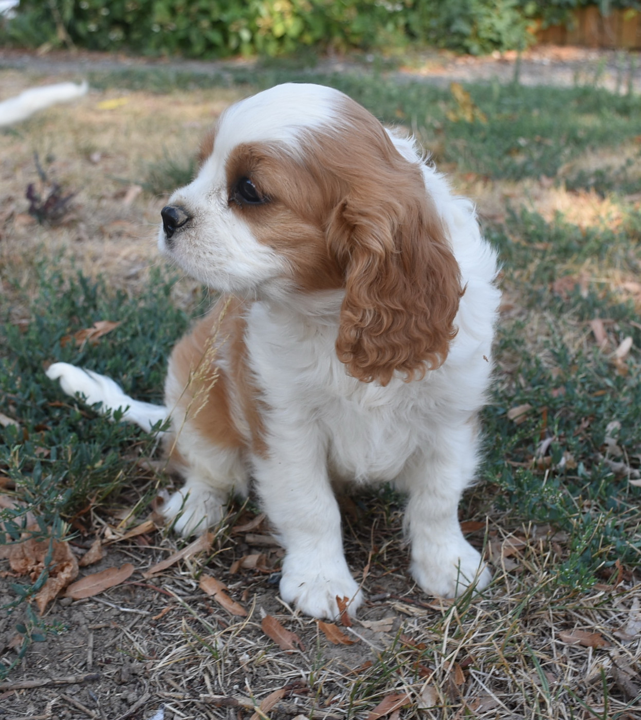 BOUBA male blenheim