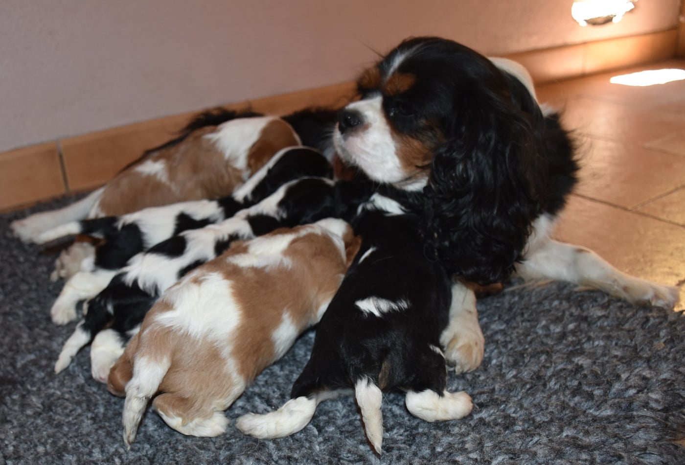 Cavalier King Charles Spaniel - De la combe berail