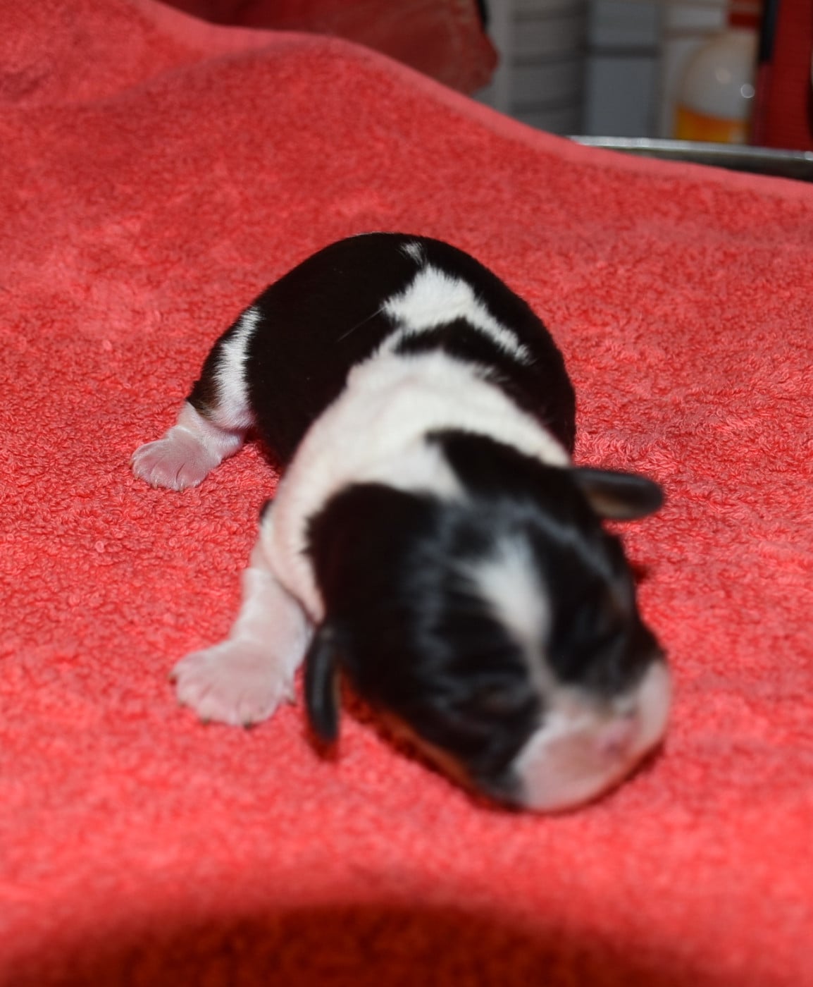 male tricolore - Cavalier King Charles Spaniel