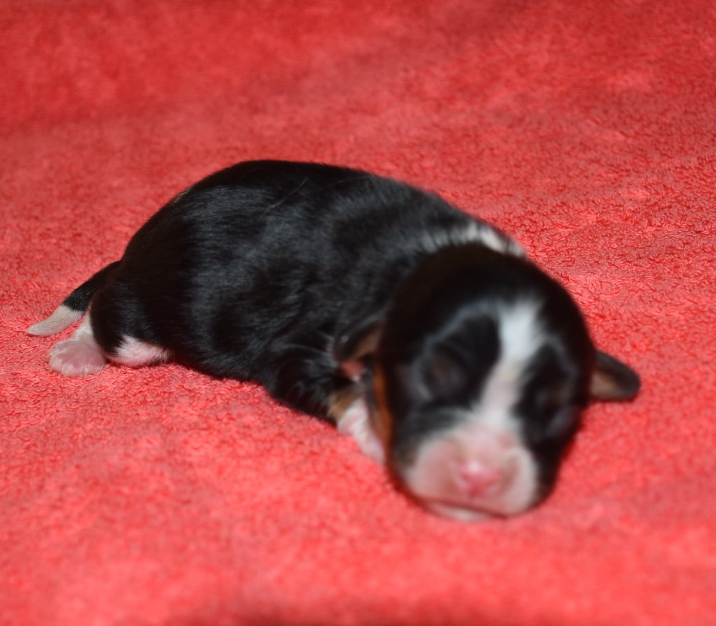male tricolore - Cavalier King Charles Spaniel